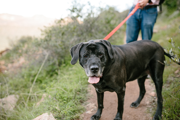 image for Movement Is Medicine: Why Senior Dogs and Cats Need to Keep Moving
