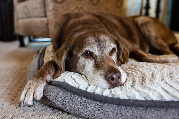image for A Quiet Thanksgiving: Creating a Holiday That Honors Your Senior Pet